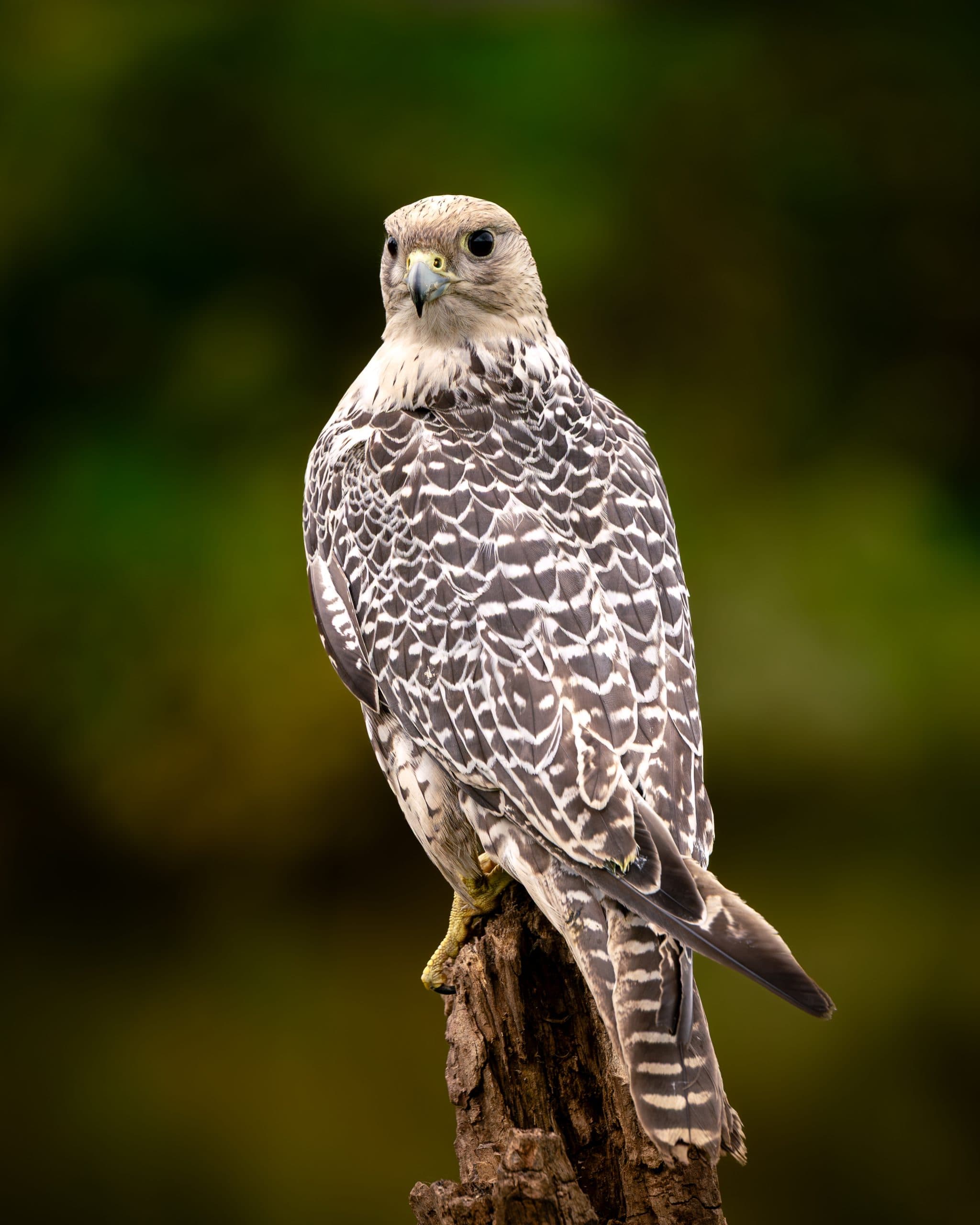 Hond in natuurlijk licht