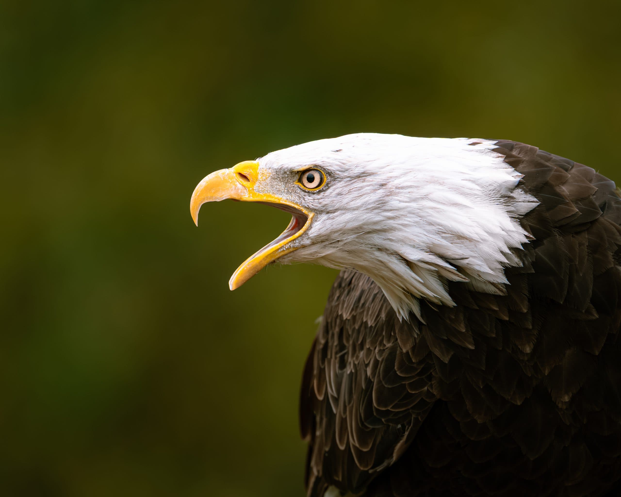 Portret van een dier