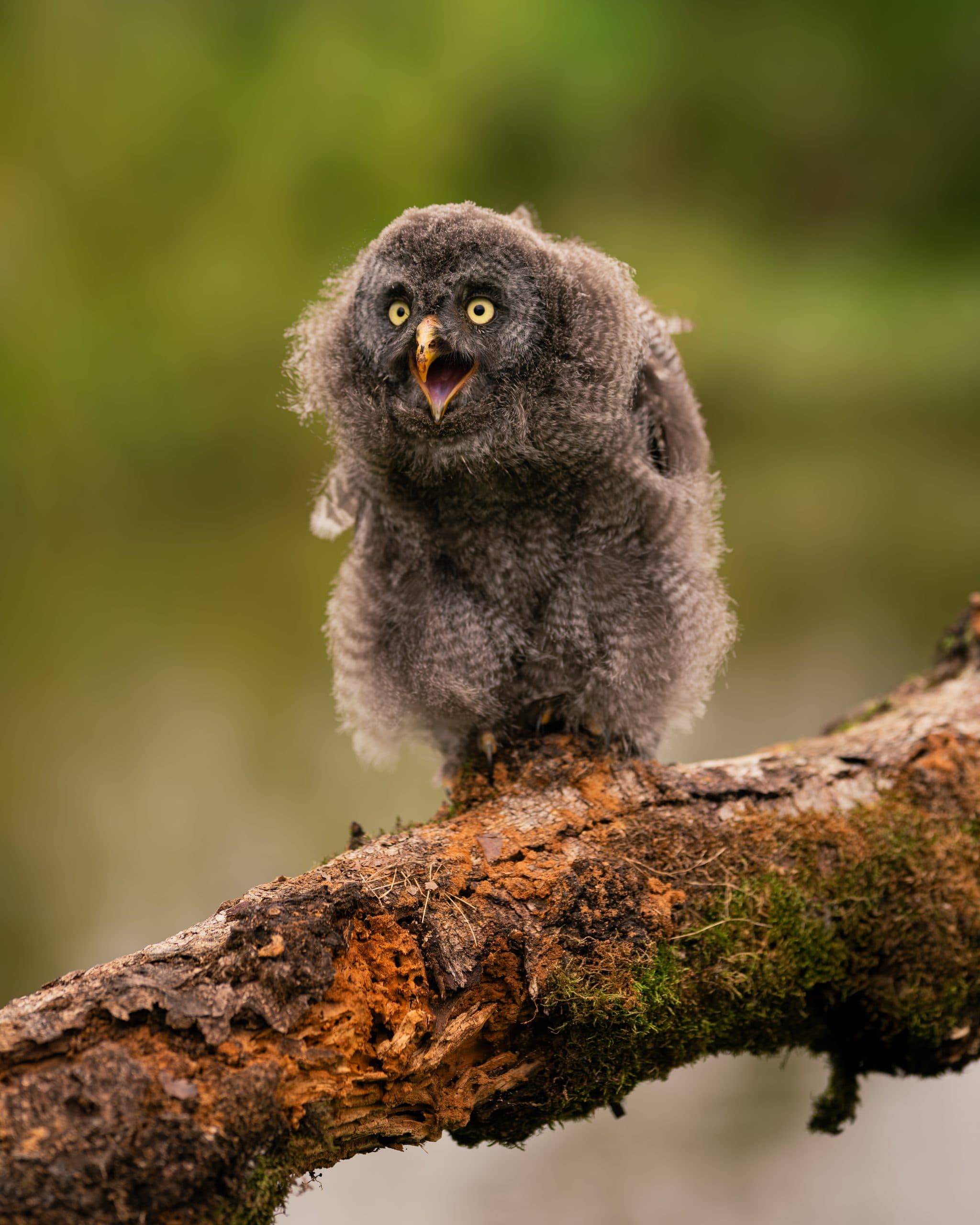 Dierfoto in warm licht