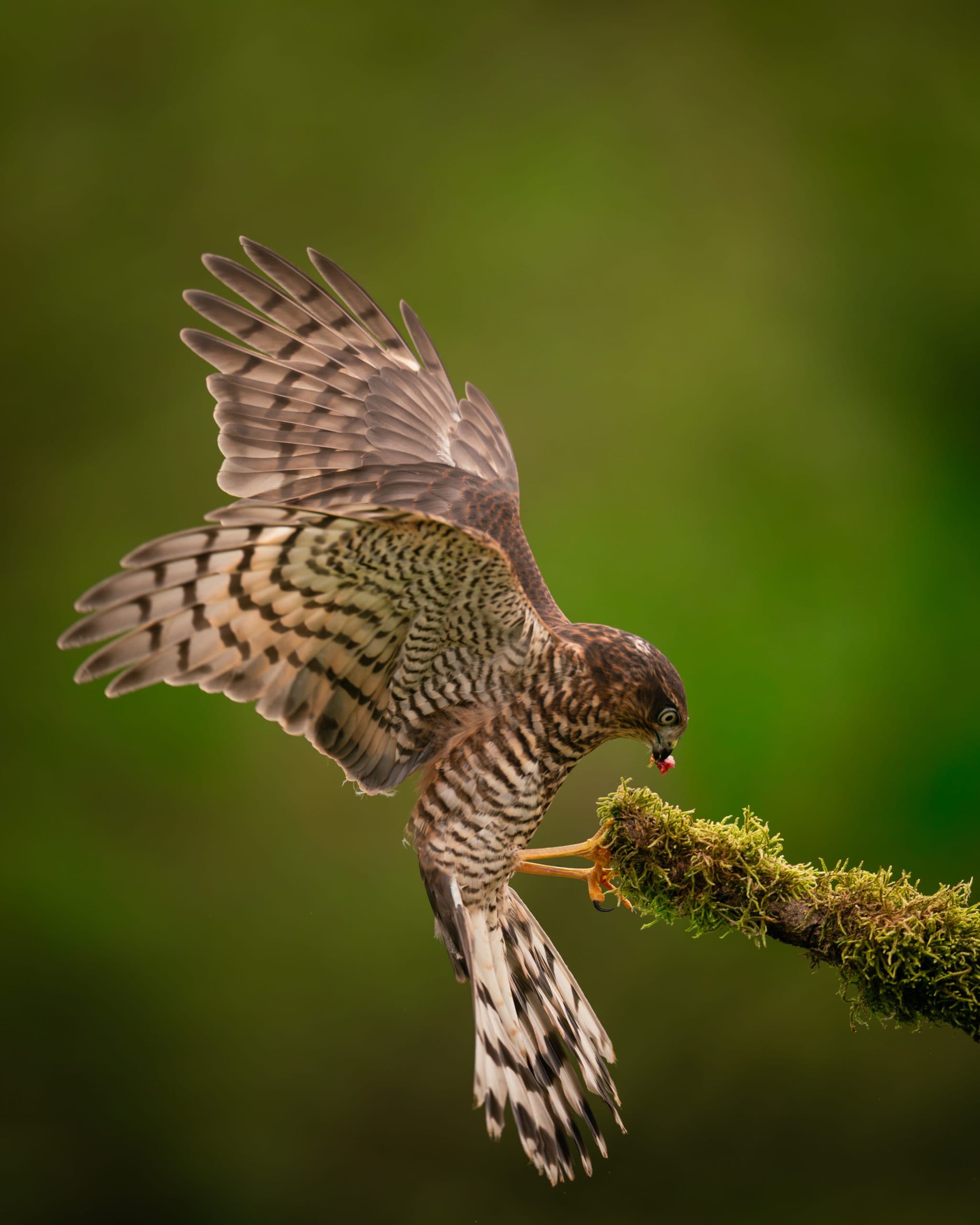 Dier in rustige compositie