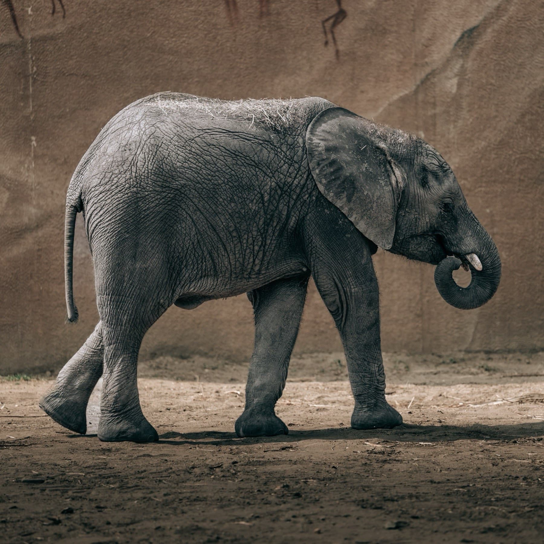 Dier in natuurlijke pose