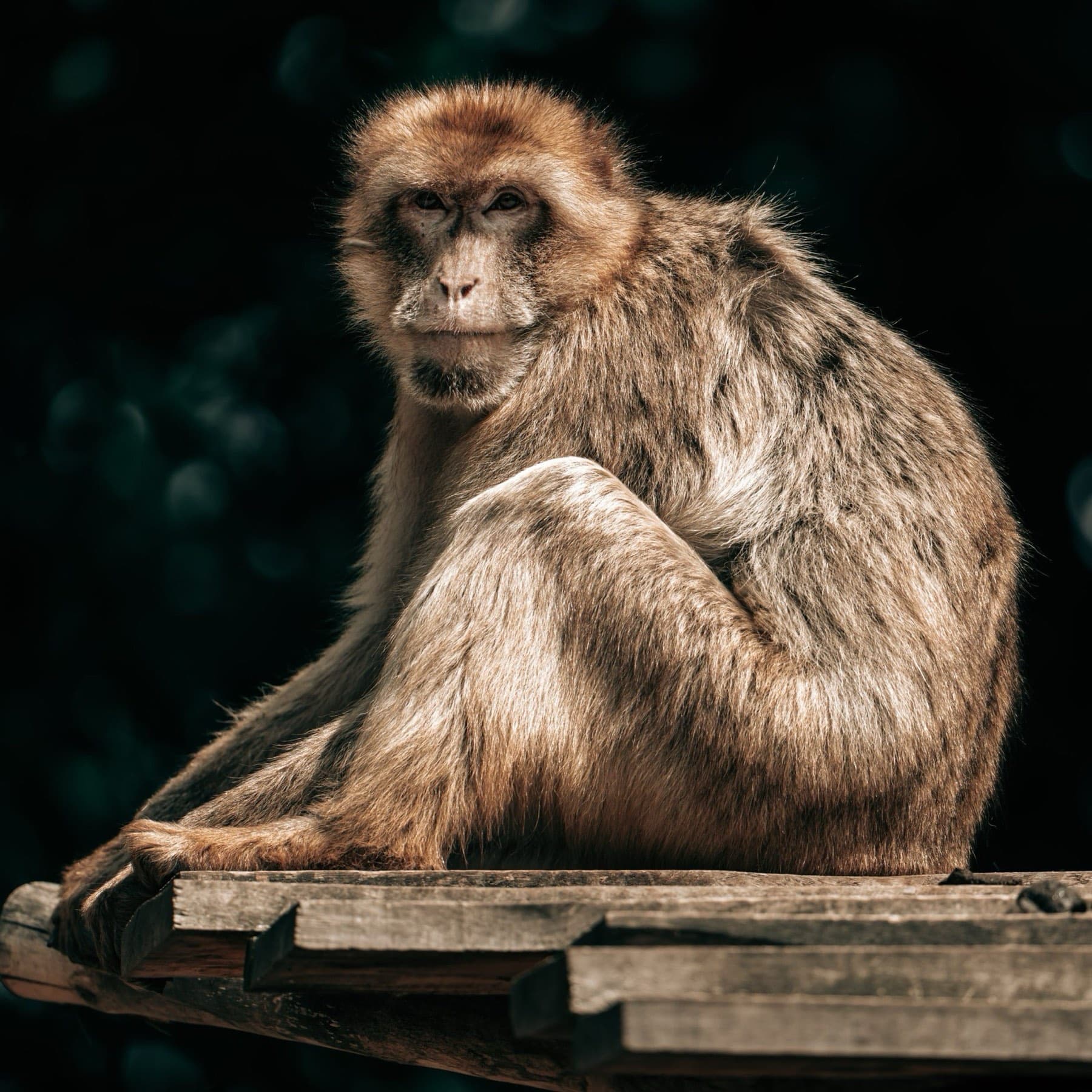 Dier in rustige setting