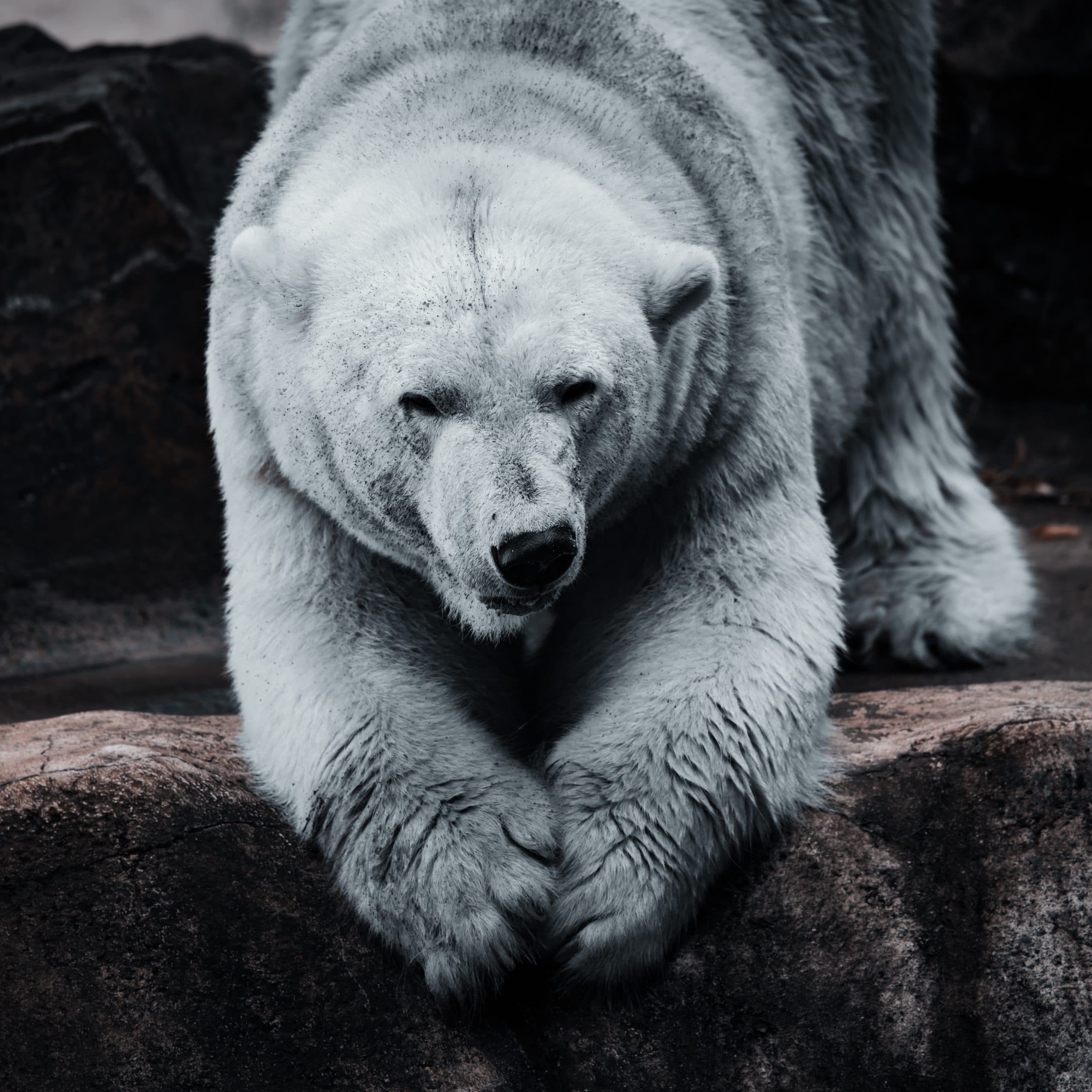 Dier in zachte belichting